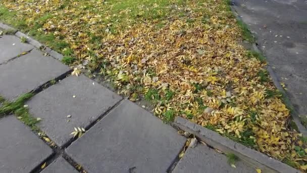 秋天的树叶落在草地上 视频4K 高清晰度的镜头 叶子在绿色的草坪上 秋天的叶子在草地上 有秋天的叶子 叶子在草地上 模糊的森林背景 — 图库视频影像