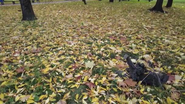 Осенние Листья Траве Видео Кадры Высоком Разрешении Листья Зеленой Лужайке — стоковое видео