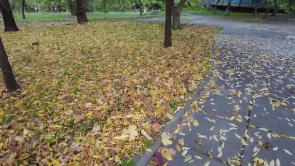 秋は草の上に 4Kビデオ 高精細映像だ 緑の芝生の上に葉 秋は草の上に葉 紅葉のある緑の草 草の上に葉 ぼやけた森の背景 — ストック動画