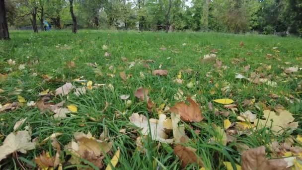 秋天的树叶落在草地上 视频4K 高清晰度的镜头 叶子在绿色的草坪上 秋天的叶子在草地上 有秋天的叶子 叶子在草地上 模糊的森林背景 — 图库视频影像