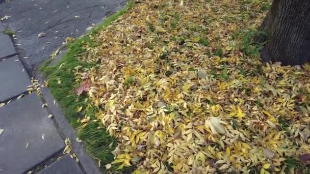 Jesienne Liście Trawie Wideo Materiał Wysokiej Rozdzielczości Liście Zielonym Trawniku — Wideo stockowe