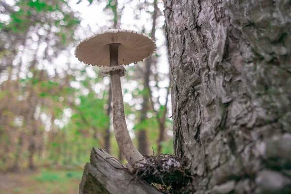 Porcini Death Cap White Fly Agaric Big Mushroom Forest Poisonous — Stock Photo, Image