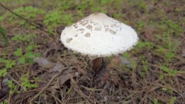 porcini. Ölüm şapkası. Beyaz sinek agariği. Ormanda büyük bir mantar. Zehirli mantarlar.