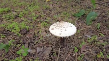 porcini. Ölüm şapkası. Beyaz sinek agariği. Ormanda büyük bir mantar. Zehirli mantarlar.
