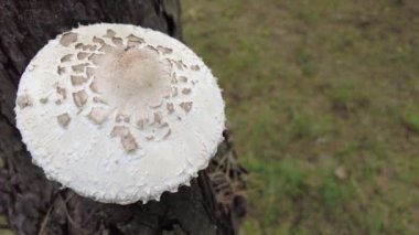 porcini. Ölüm şapkası. Beyaz sinek agariği. Ormanda büyük bir mantar. Zehirli mantarlar.
