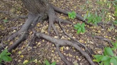 Yaşlı bir ağacın kökü. Yerdeki ağaç kökleri. Eski bir akasya. Eski kökler. Yüksek çözünürlüklü görüntü. video 4 k.