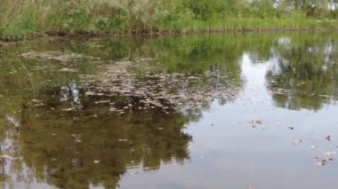 Suda sonbahar yaprakları. Temiz suda yaprak. Sonbahar yaprakları suda yüzer. Temiz su ve yapraklar. Yüksek çözünürlüklü görüntü. video 4k.