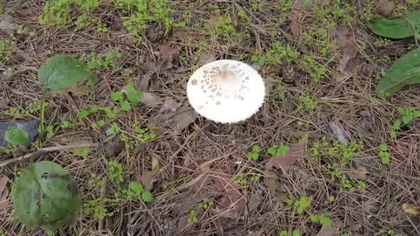 Porcini Death Cap White Fly Agaric Big Mushroom Forest Poisonous — Stock Video