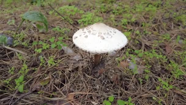 Varkensvlees Doodskop Witte Vlieg Agarisch Grote Paddenstoel Het Bos Giftige — Stockvideo