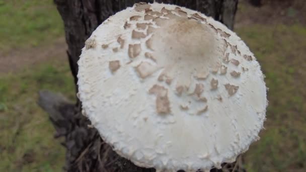 Porcini 死亡帽 白色的苍蝇 不可知论 森林里的大蘑菇 有毒蘑菇 — 图库视频影像