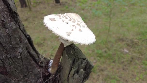 Porcini Death Cap White Fly Agaric Big Mushroom Forest Poisonous — Stock Video