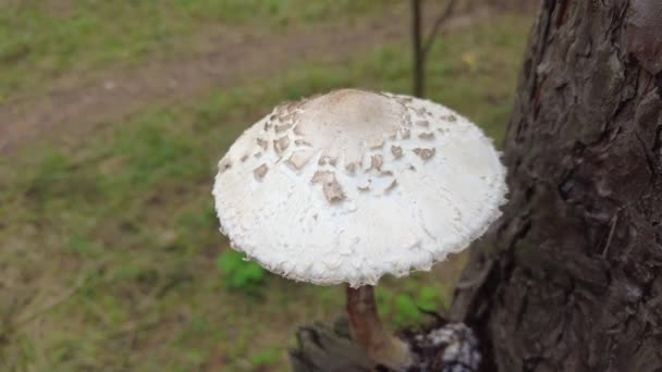 Porcini Death Cap White Fly Agaric Big Mushroom Forest Poisonous — Stock Video