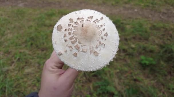 Porcini Death Cap White Fly Agaric Big Mushroom Forest Poisonous — Stock Video