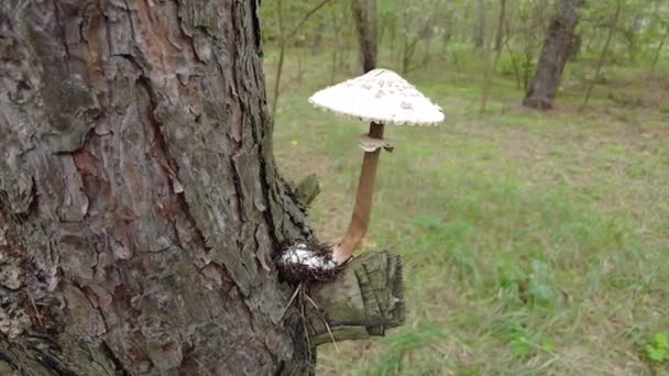 Porcini 死亡帽 白色的苍蝇 不可知论 森林里的大蘑菇 有毒蘑菇 — 图库视频影像