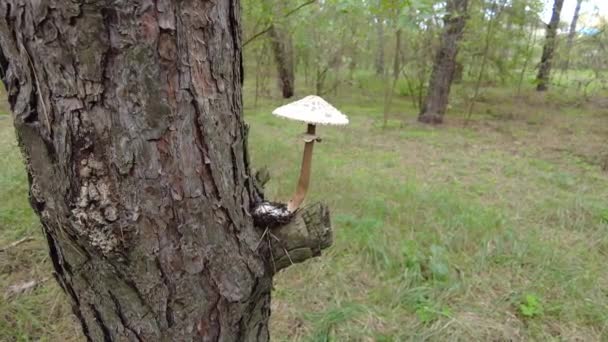 Porcini Death Cap White Fly Agaric Big Mushroom Forest Poisonous — Stock Video