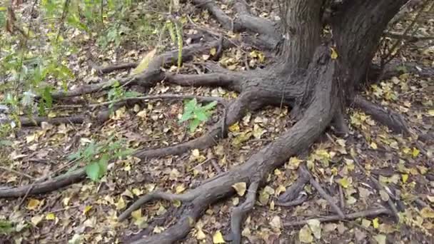 Wurzel Eines Alten Baumes Baumwurzeln Auf Dem Boden Alte Akazien — Stockvideo