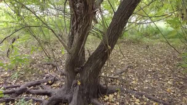 Raíz Árbol Viejo Raíces Árboles Suelo Vieja Acacia Raíces Antiguas — Vídeos de Stock