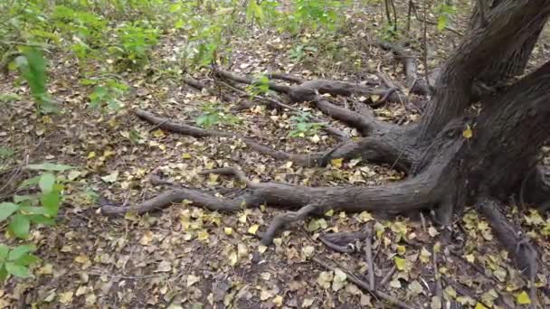 Raíz Árbol Viejo Raíces Árboles Suelo Vieja Acacia Raíces Antiguas — Vídeos de Stock