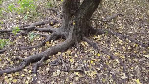 Raíz Árbol Viejo Raíces Árboles Suelo Vieja Acacia Raíces Antiguas — Vídeos de Stock