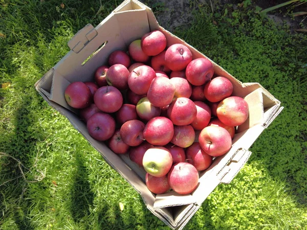 Jabłka Pudełku Zbieram Plony Koncepcja Ekologicznego Rolnika Spożywczego Pracownika Zbierającego — Zdjęcie stockowe