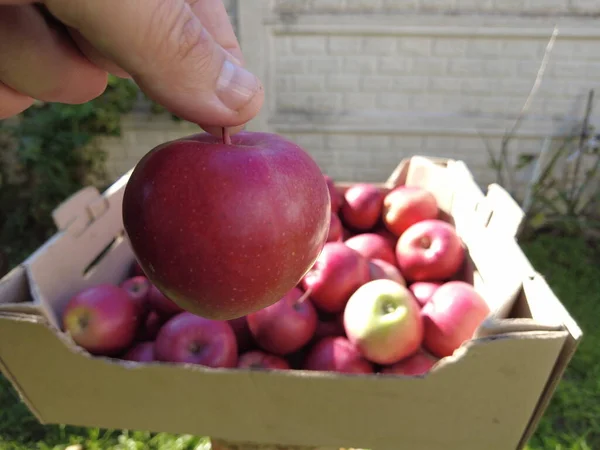 apples in a box. harvesting. Concept of organic food farmer and worker picking the fresh and ripe apples from the tree in the middle of apple orchard. Harvesting fruit in early autumn. 4k video