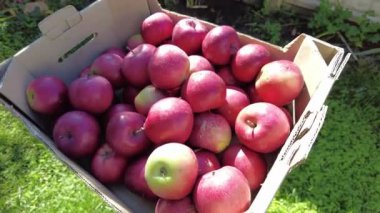 Kutudaki elmalar. Hasat. Organik gıda çiftçisi ve işçi kavramı elma bahçesinin ortasındaki ağaçtan taze ve olgun elmaları topluyor. Sonbaharın başlarında meyve hasadı. 4k video
