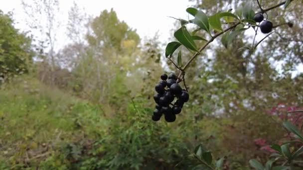 Black Berries Bush Footage High Definition Video Black Berries Berries — Stock Video