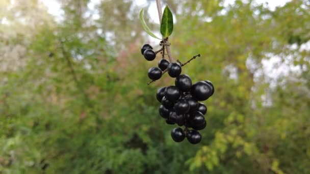 ブッシュの上の黒い果実 高精細映像だ 4Kビデオ ブラックベリーだ ブッシュの上の果実 ドライブラックベリー 高齢者の美しいクラスタです ブラック エルダーベリー — ストック動画