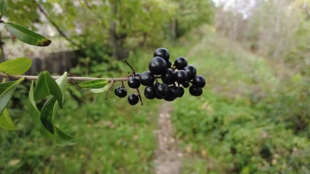 Black Berries Bush Footage High Definition Video Black Berries Berries — Stock Video