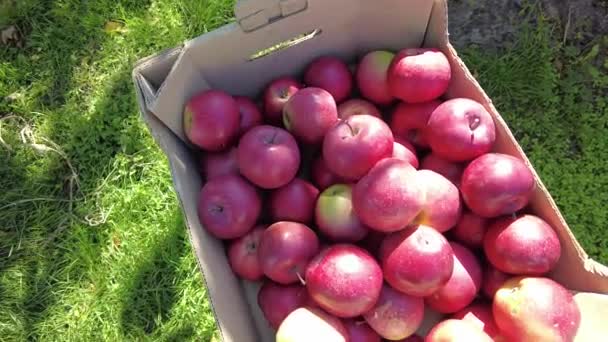 苹果在一个箱子里 有机食品农民和工人从苹果园中央的树上采摘新鲜成熟的苹果的概念 初秋收获果实 4K视频 — 图库视频影像