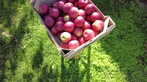 Maçãs Uma Caixa Colheita Conceito Agricultor Alimentos Orgânicos Trabalhador Pegando — Vídeo de Stock