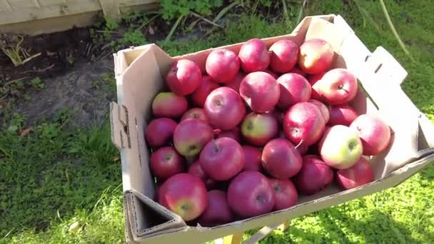 苹果在一个箱子里 有机食品农民和工人从苹果园中央的树上采摘新鲜成熟的苹果的概念 初秋收获果实 4K视频 — 图库视频影像