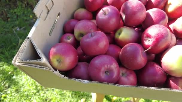 Apel Dalam Kotak Memanen Konsep Petani Makanan Organik Dan Pekerja — Stok Video