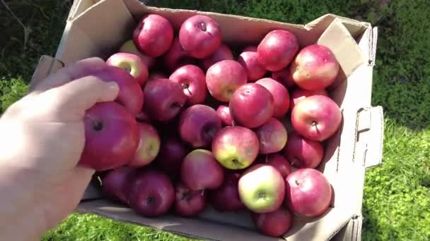 Manzanas Una Caja Cosecha Concepto Agricultor Alimentos Orgánicos Trabajador Recogiendo — Vídeos de Stock