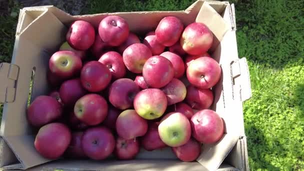 Almák Egy Dobozban Betakarítás Biogazdálkodó Munkás Koncepciója Amint Friss Érett — Stock videók