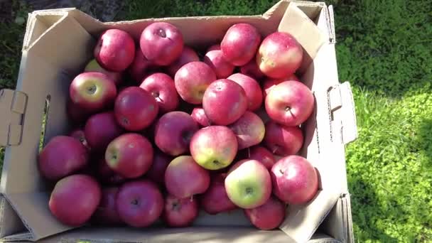 Manzanas Una Caja Cosecha Concepto Agricultor Alimentos Orgánicos Trabajador Recogiendo — Vídeos de Stock