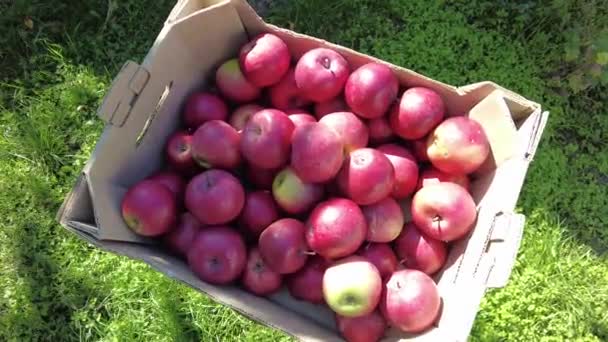 Manzanas Una Caja Cosecha Concepto Agricultor Alimentos Orgánicos Trabajador Recogiendo — Vídeos de Stock