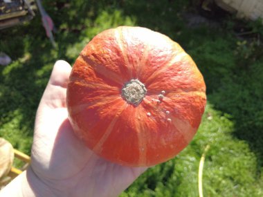 Hokkaido balkabağı. Hokkaido balkabağı kırmızı kuri organik sebzeler. Kamera kaydı. Sonbahara yakın çekim: Hokkaido Balkabağı ya da tahta üzerinde kırmızı kuri siyah arka planda döner