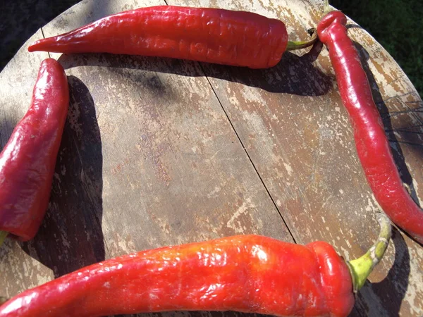 Pimenta Vermelha Vídeo Mão Segurando Punhado Pimentas Vermelhas Recém Colhidas — Fotografia de Stock