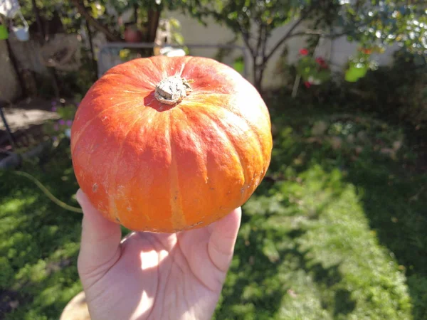 Hokkaido Balkabağı Hokkaido Balkabağı Kırmızı Kuri Organik Sebzeler Kamera Kaydı — Stok fotoğraf