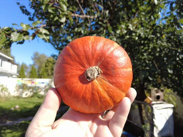 Dynia Hokkaido Widok Góry Hokkaido Dyni Czerwony Kuri Squash Organiczne — Zdjęcie stockowe