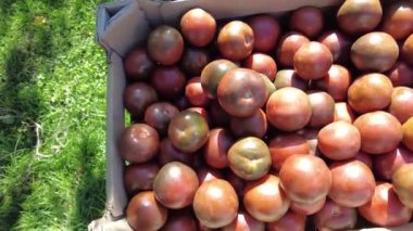 Kutuda siyah domates. 4K video. Beyaz arka planda plastik bir kutuda siyah domates iştahı. Organik yaz hasadı. Şeffaf bir kutuda küçük organik domatesler..