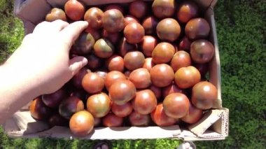 Kutuda siyah domates. 4K video. Beyaz arka planda plastik bir kutuda siyah domates iştahı. Organik yaz hasadı. Şeffaf bir kutuda küçük organik domatesler..
