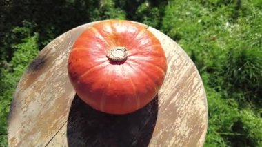 Kutuda siyah domates. 4K video. Beyaz arka planda plastik bir kutuda siyah domates iştahı. Organik yaz hasadı. Şeffaf bir kutuda küçük organik domatesler..