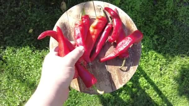 Roter Paprika Video Der Hand Eine Handvoll Frisch Geernteter Roter — Stockvideo