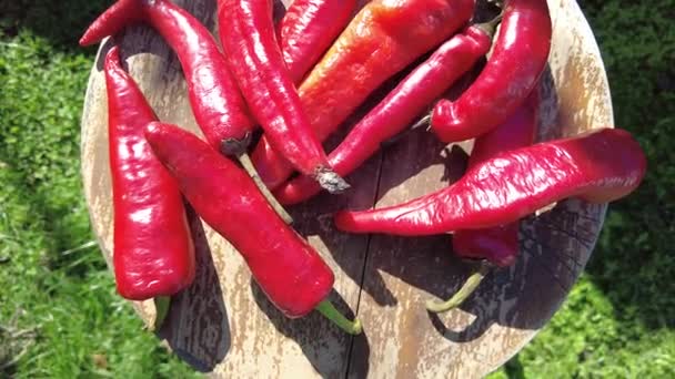 Roter Paprika Video Der Hand Eine Handvoll Frisch Geernteter Roter — Stockvideo