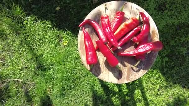Röd Peppar Video Hand Hålla Handfull Nyskördad Röd Paprika Chili — Stockvideo