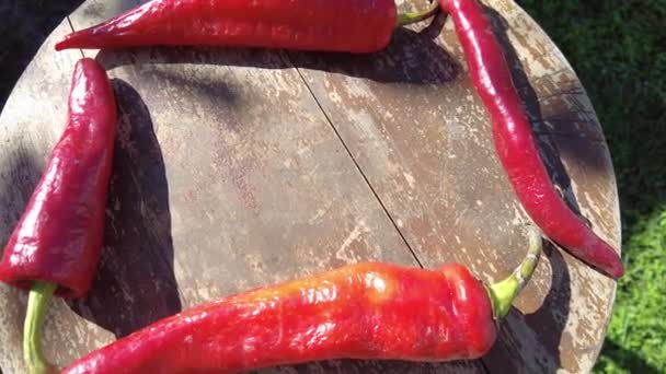 Röd Peppar Video Hand Hålla Handfull Nyskördad Röd Paprika Chili — Stockvideo