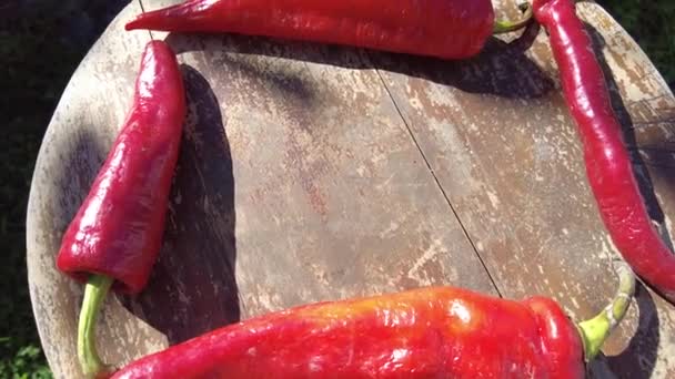 Roter Paprika Video Der Hand Eine Handvoll Frisch Geernteter Roter — Stockvideo