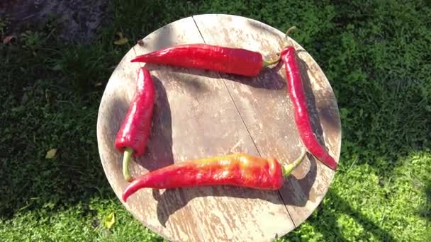 Roter Paprika Video Der Hand Eine Handvoll Frisch Geernteter Roter — Stockvideo